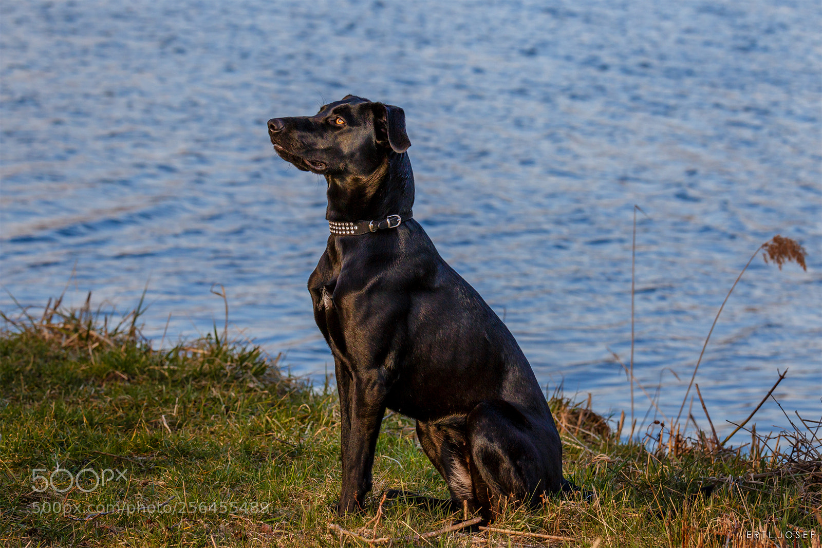 Canon EOS 70D sample photo. Sitz photography