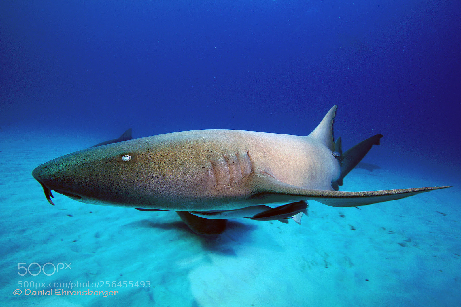 Canon EOS 550D (EOS Rebel T2i / EOS Kiss X4) sample photo. Nurse shark beauty photography