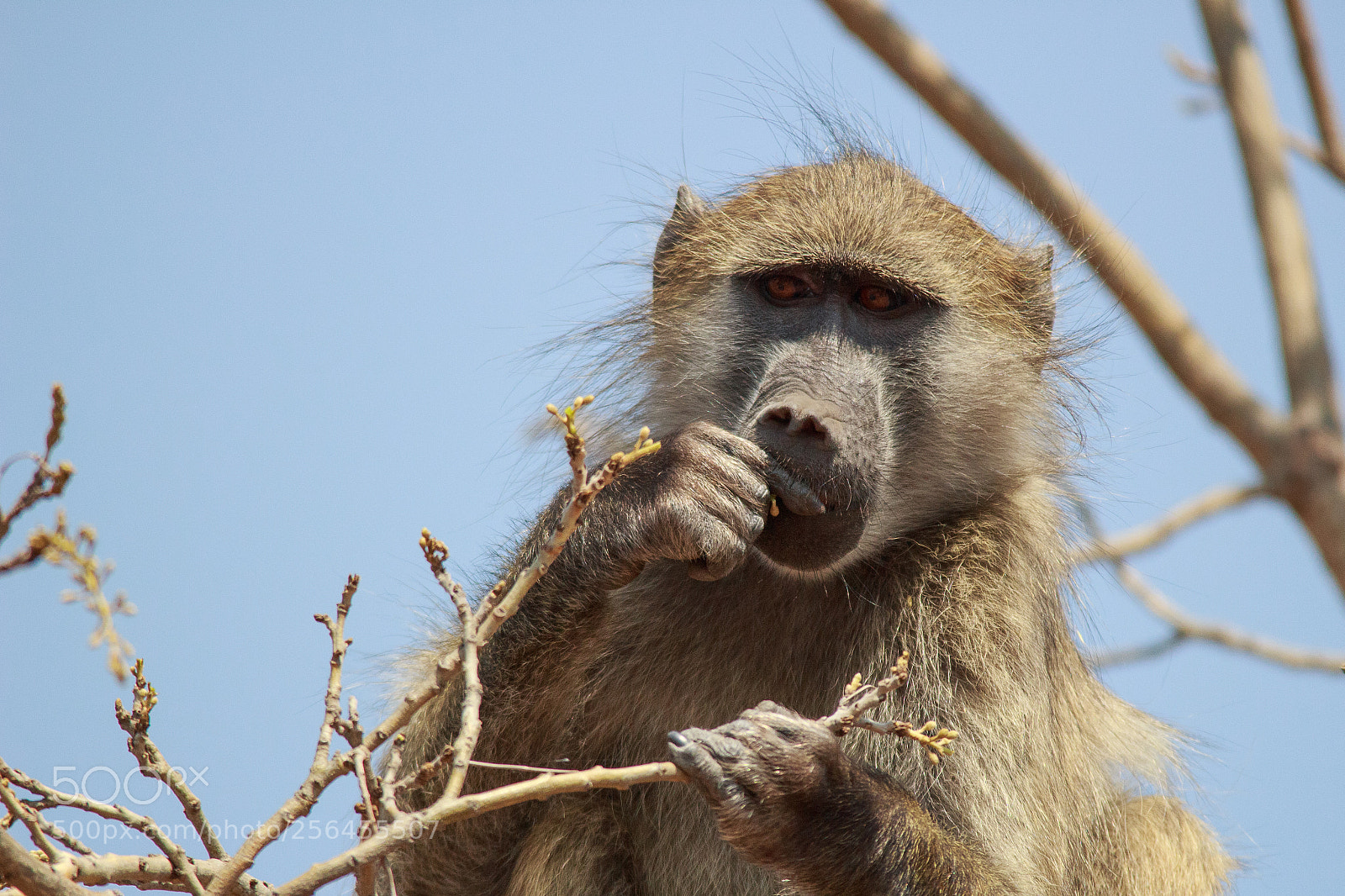 Canon EOS 100D (EOS Rebel SL1 / EOS Kiss X7) sample photo. The thinker photography