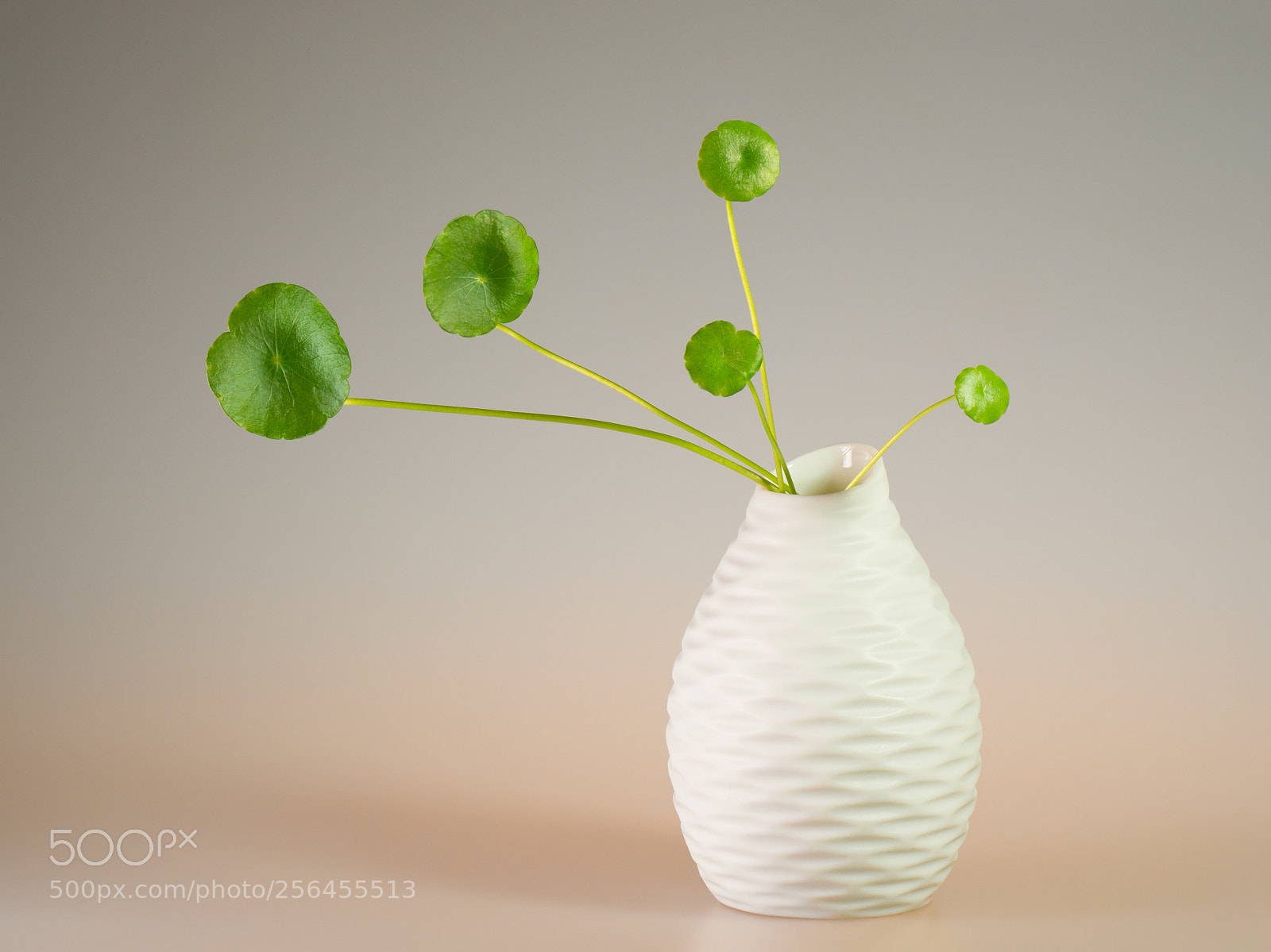 Olympus OM-D E-M1 Mark II sample photo. Flower arranging art photography