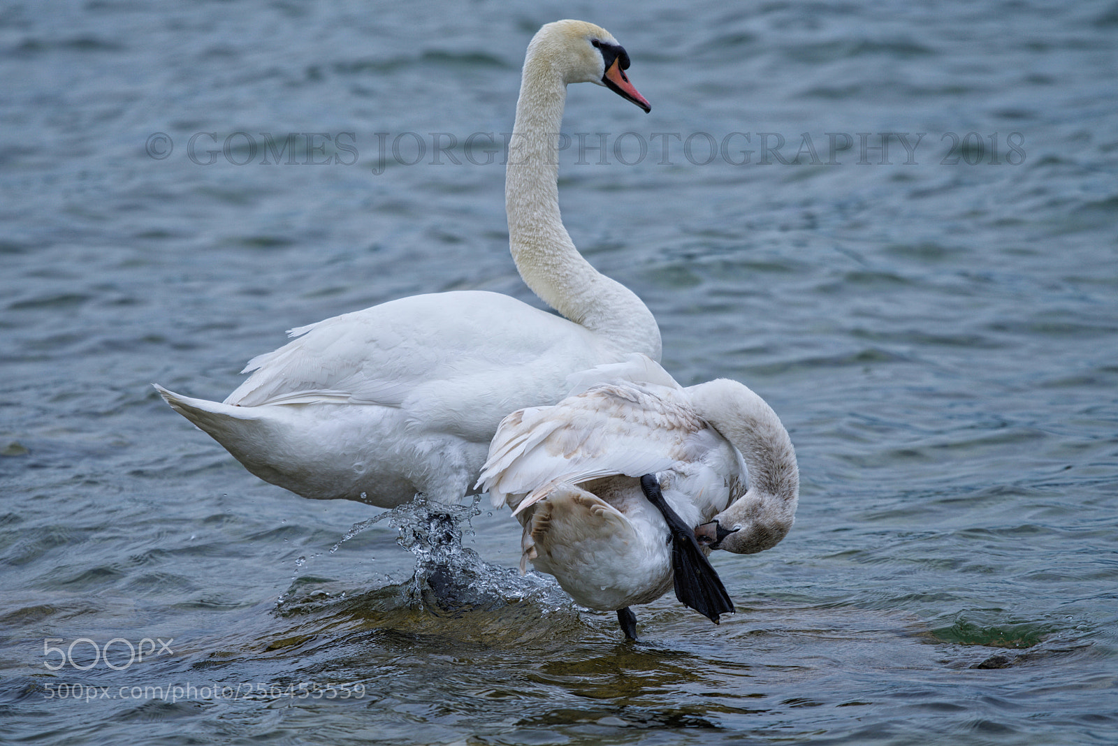 Nikon D810 sample photo. Cleaning feathers photography