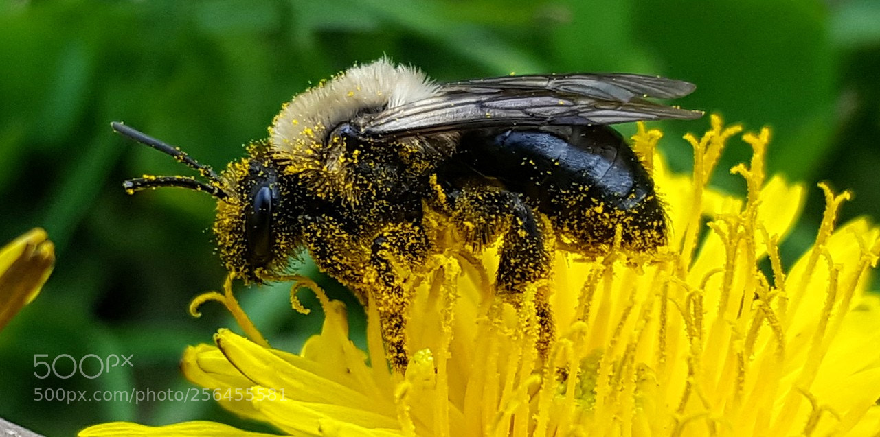 Samsung Galaxy S6 sample photo. Bee on a dandelion photography