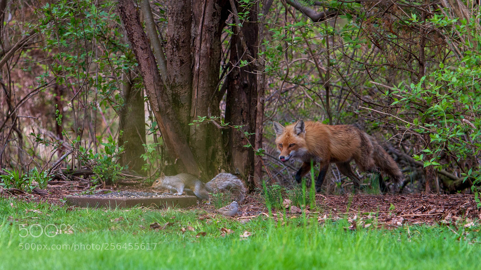 Canon EOS 6D sample photo. On the hunt photography