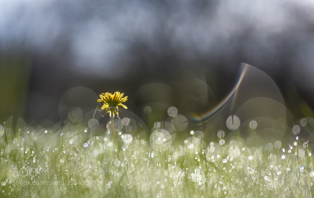 Nikon D810 sample photo. Morning dew photography