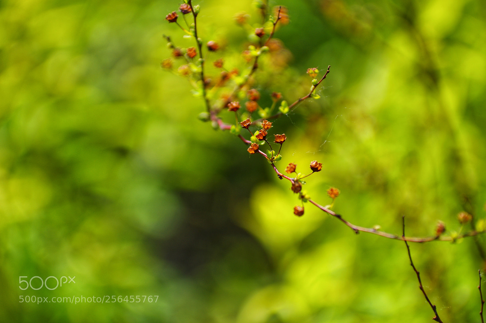 Pentax K-3 II sample photo. Untitled photography