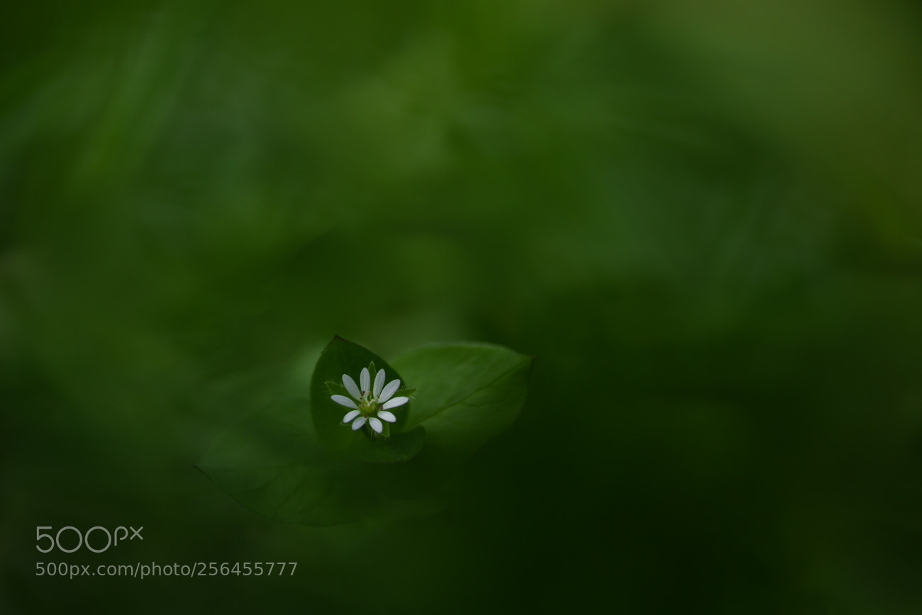 Nikon D810 sample photo. Little tiny photography
