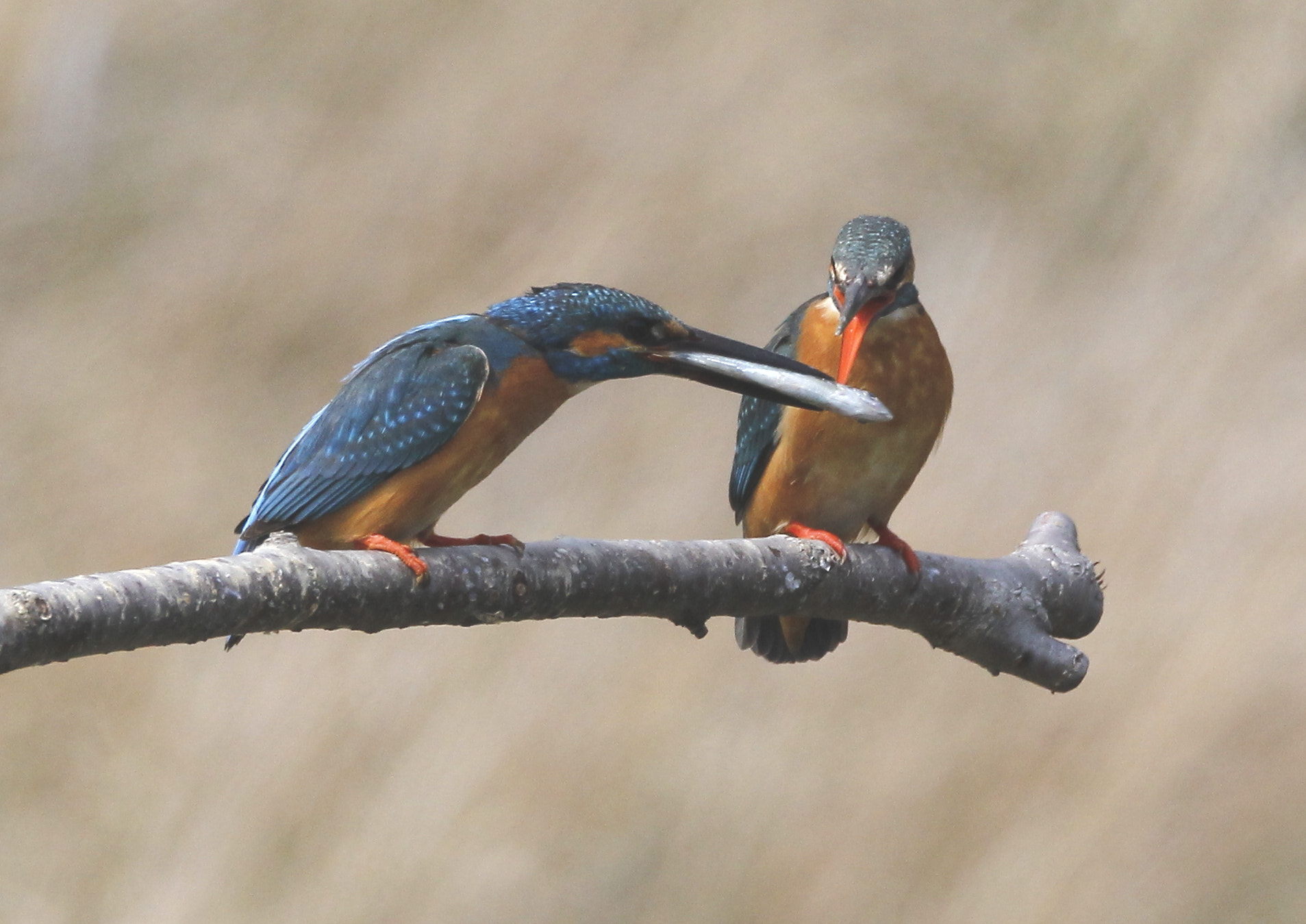 Canon EOS-1D Mark IV sample photo. カワセミ kingfisher feeding of love photography