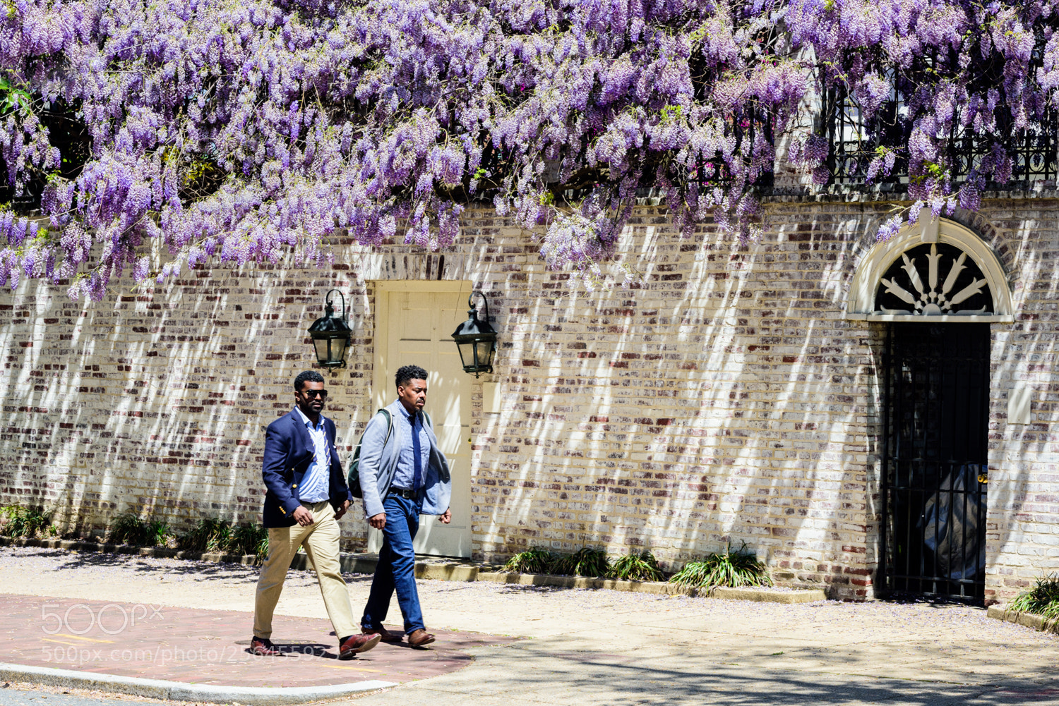 Nikon D810 sample photo. Wysteria hysteria photography