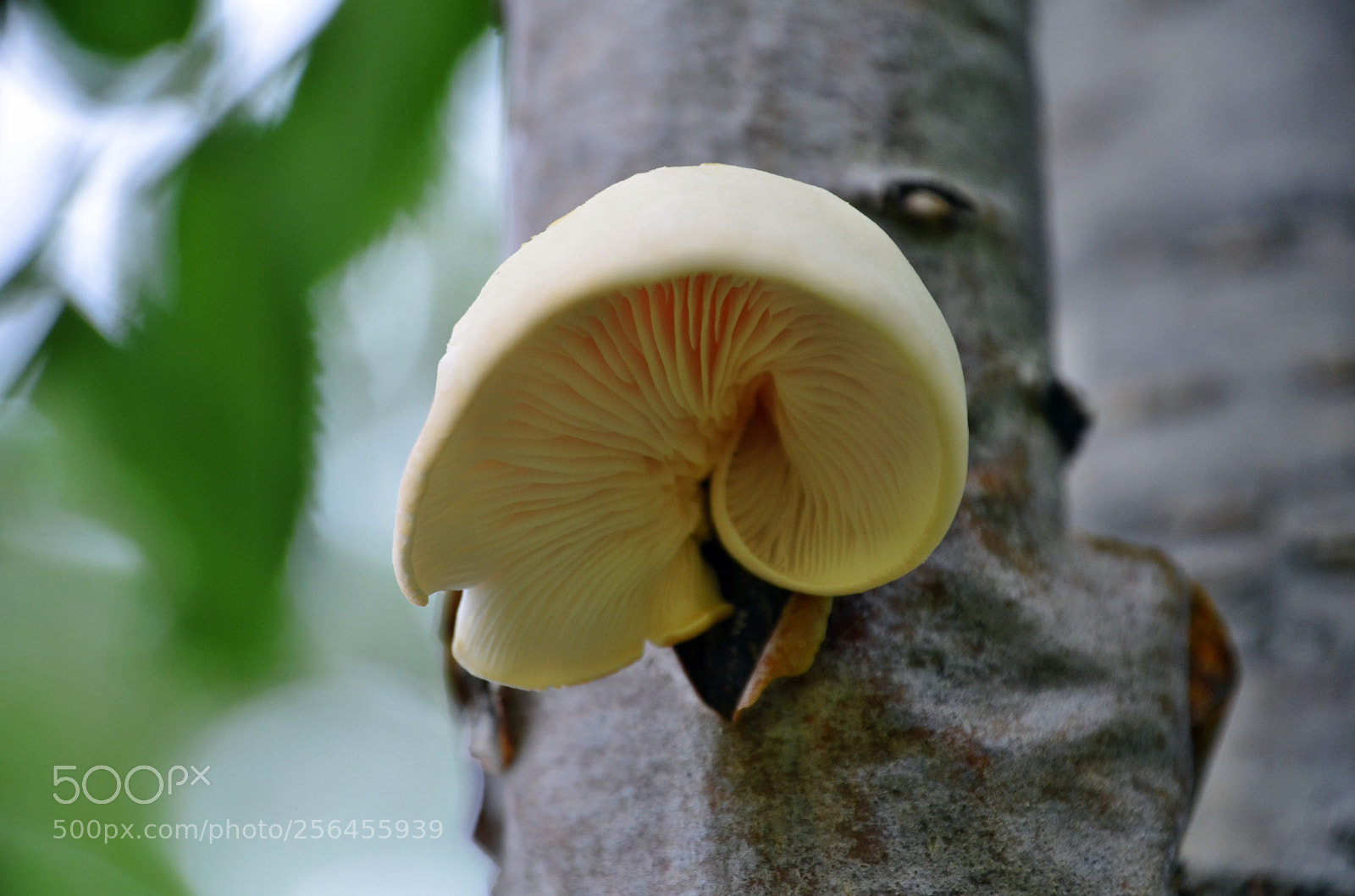 Nikon D5100 sample photo. Comestible ou non ? photography