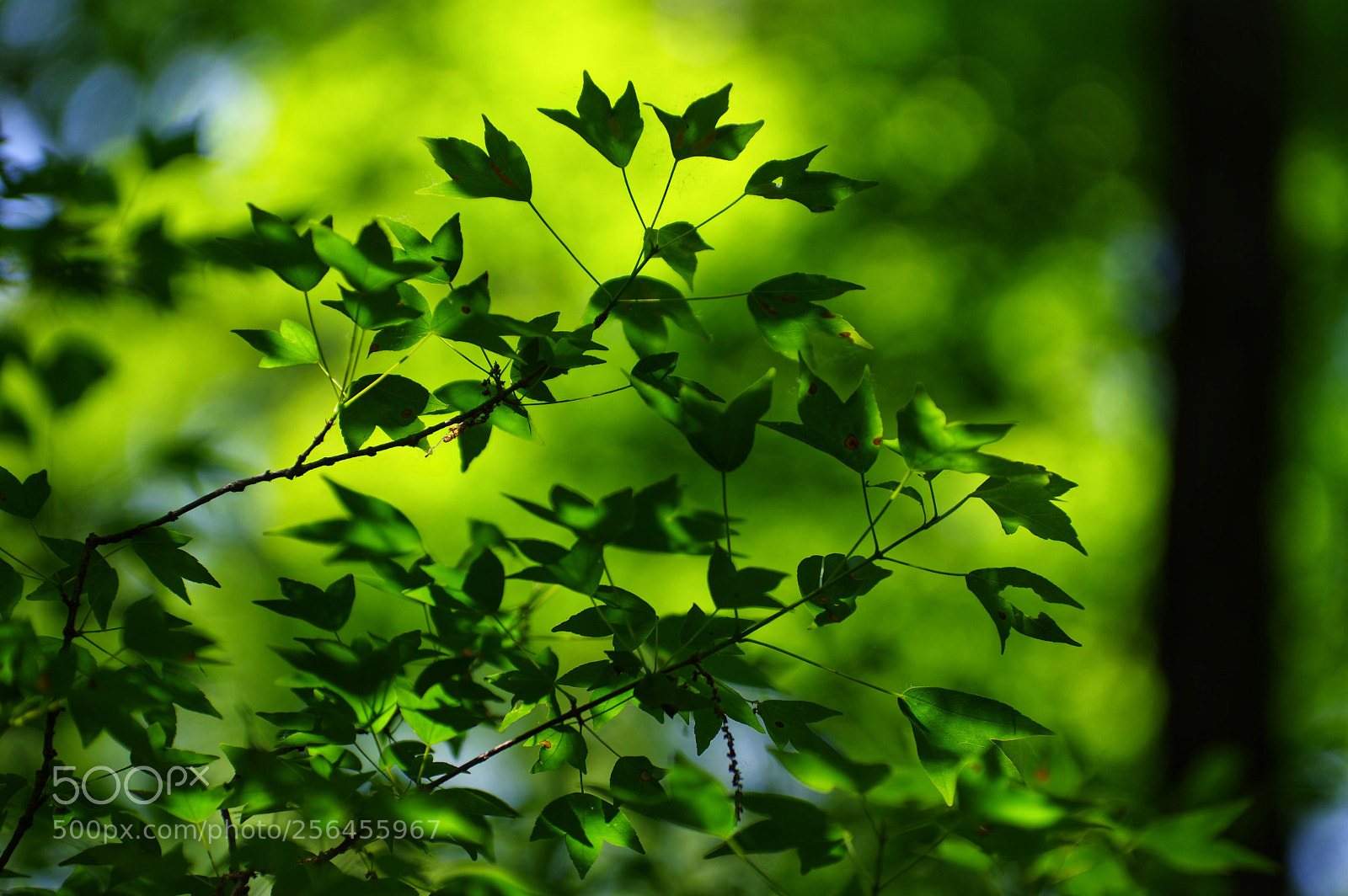 Pentax K-3 II sample photo. Untitled photography