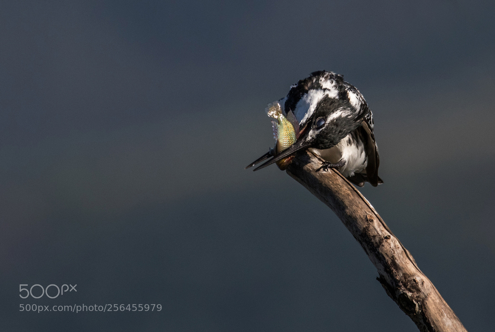 Canon EOS 7D Mark II sample photo. Kingfisher 2 photography