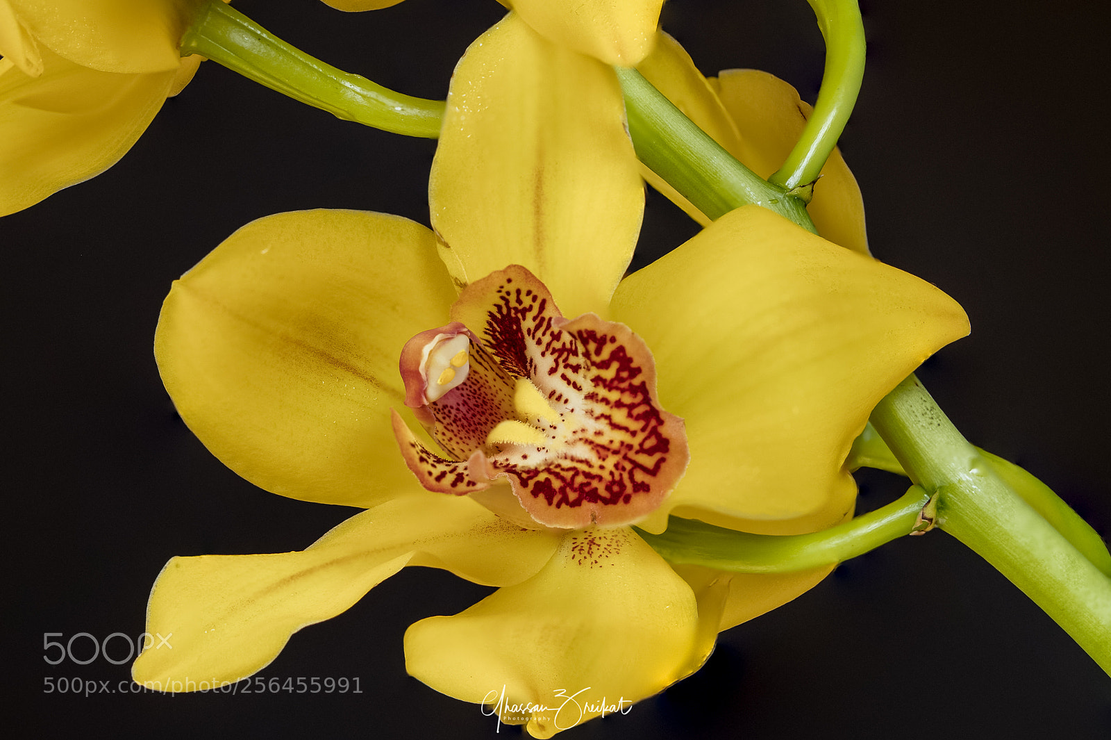 Canon EOS-1D X Mark II sample photo. Yellow orchid photography