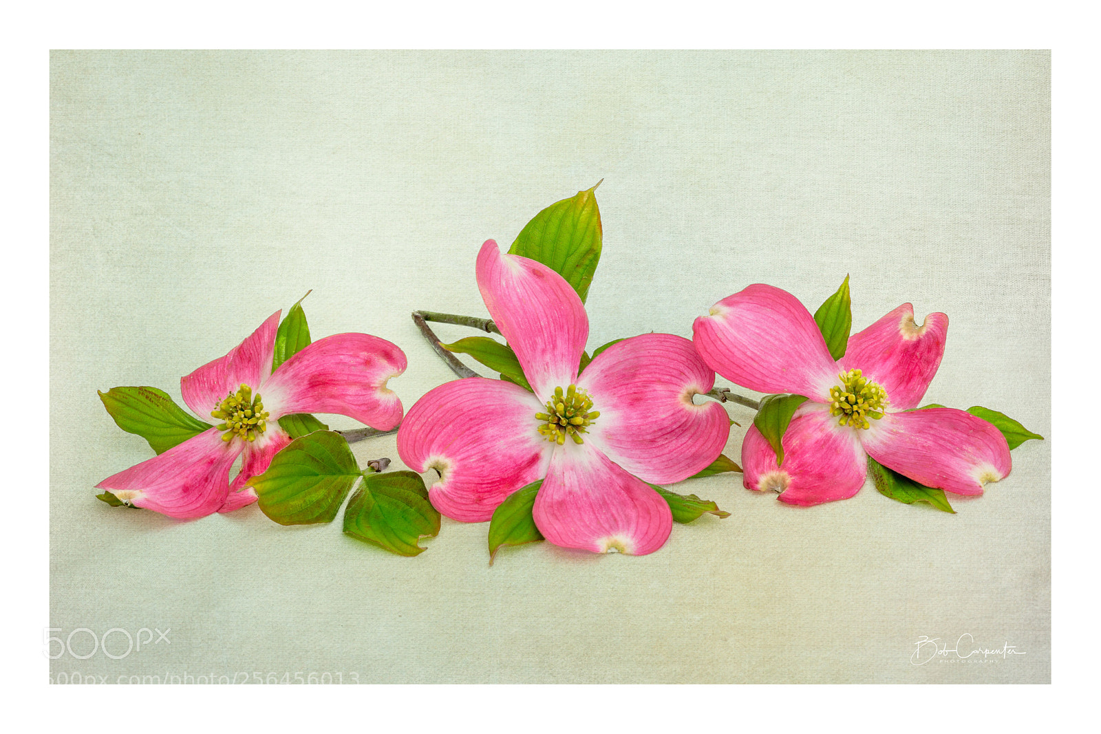 Sony a7R II sample photo. Pink dogwood bloom photography