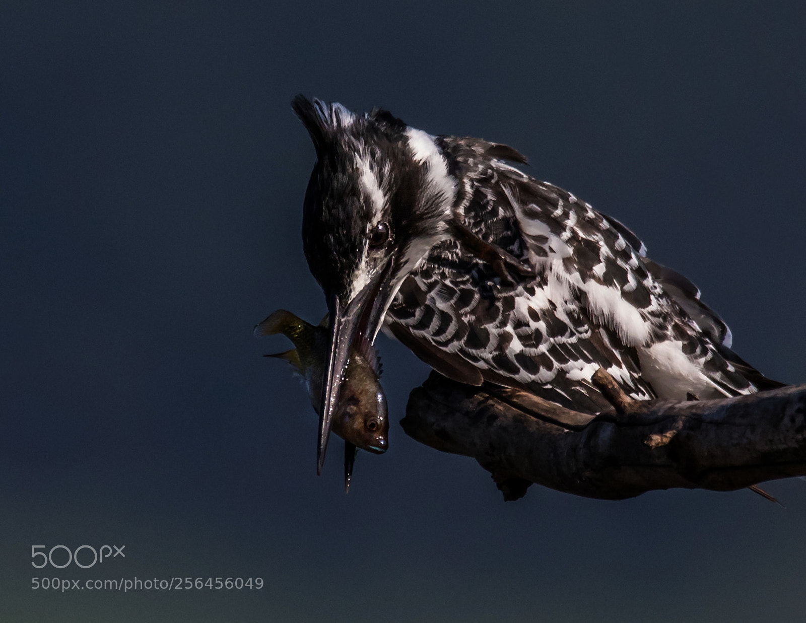 Canon EOS 7D Mark II sample photo. Kingfisher 3 photography