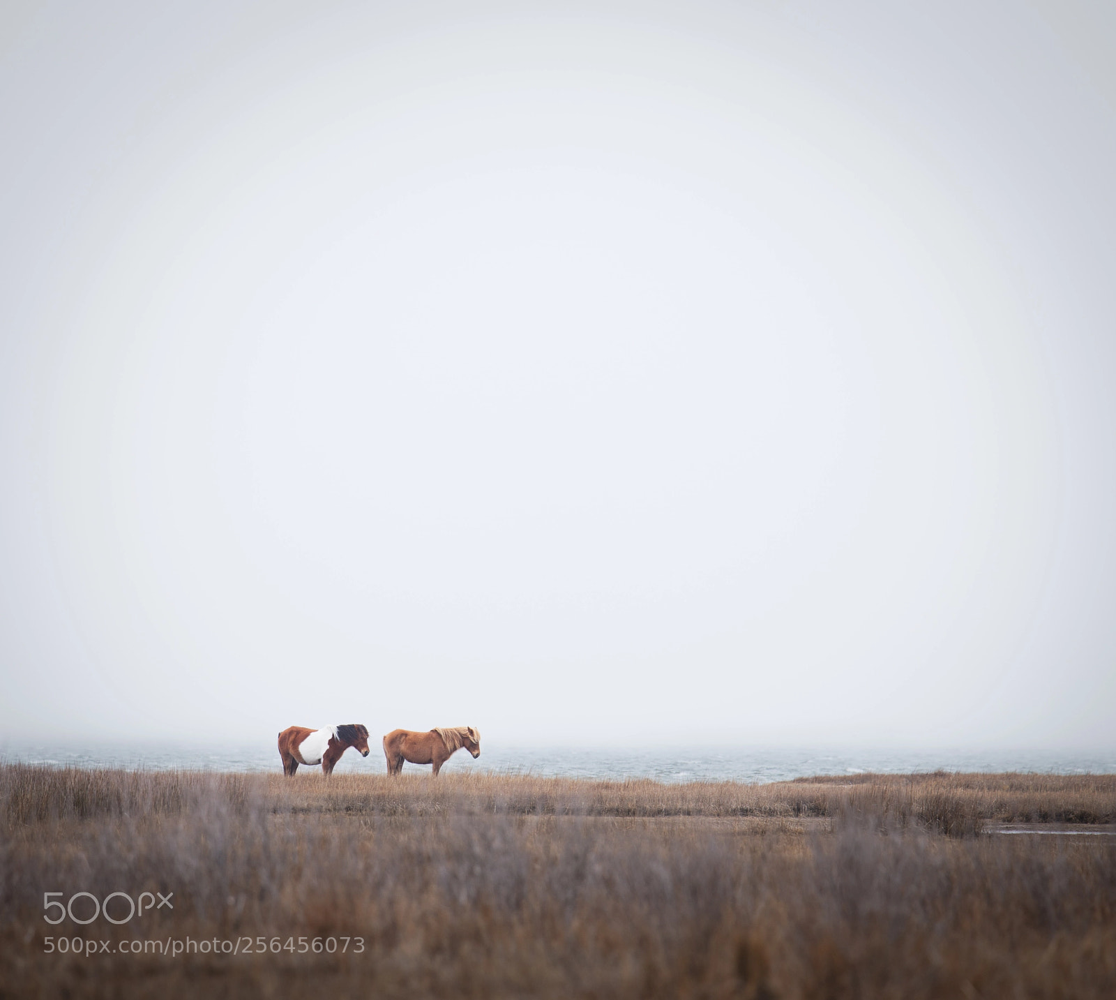 Canon EOS 6D sample photo. Wild horses by the photography