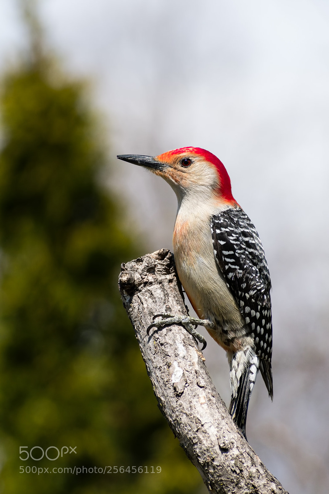 Nikon D500 sample photo. Red bellied woodpecker photography