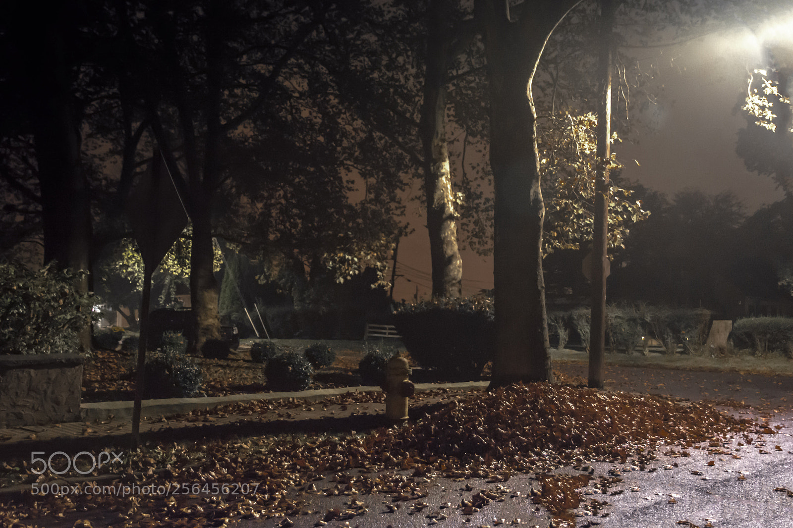 Nikon D7100 sample photo. Fallen leaves photography