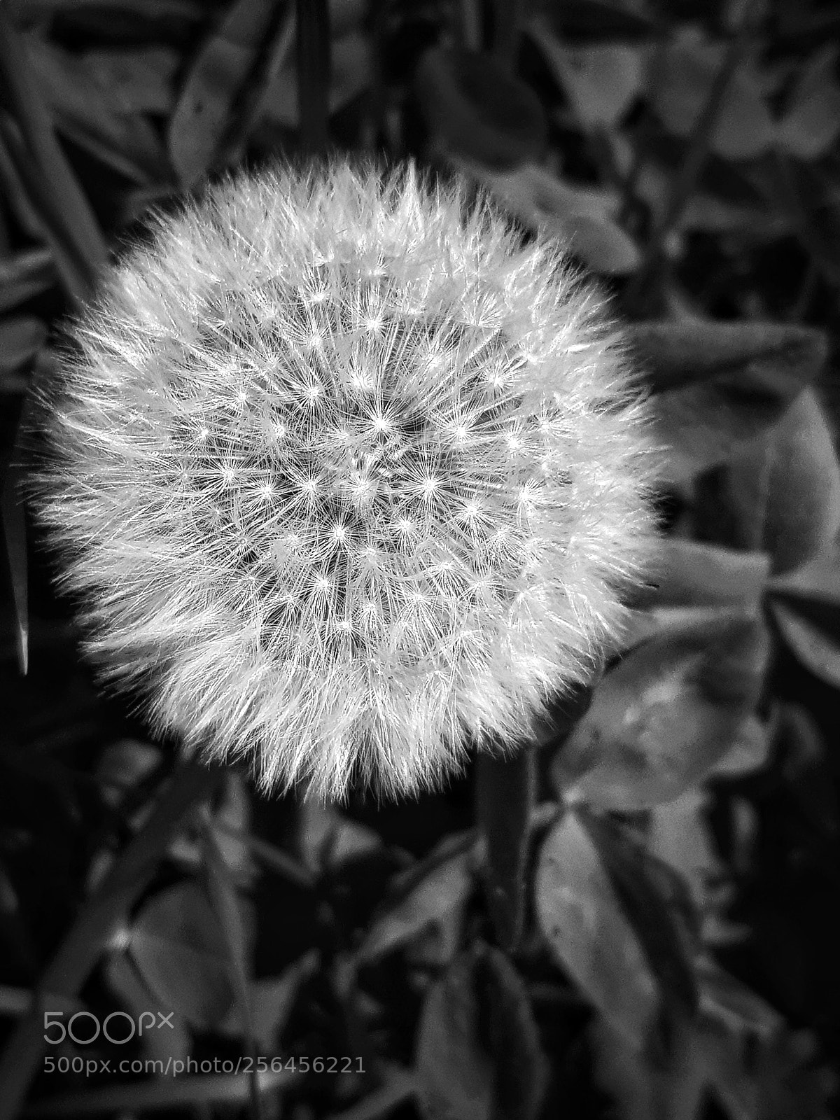 Samsung Galaxy S8+ sample photo. Ghost photography