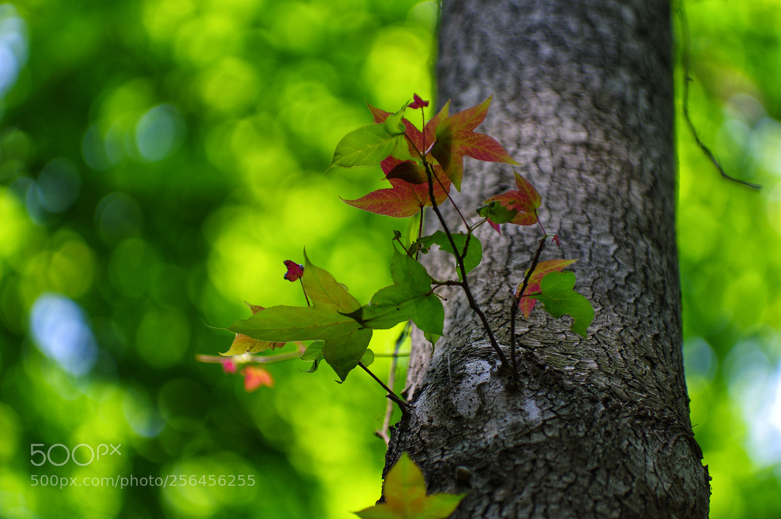 Pentax K-3 II sample photo. Untitled photography