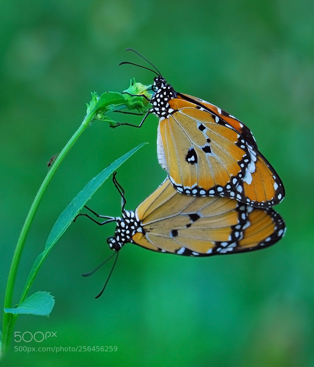 Nikon D200 sample photo. Morning intimate photography