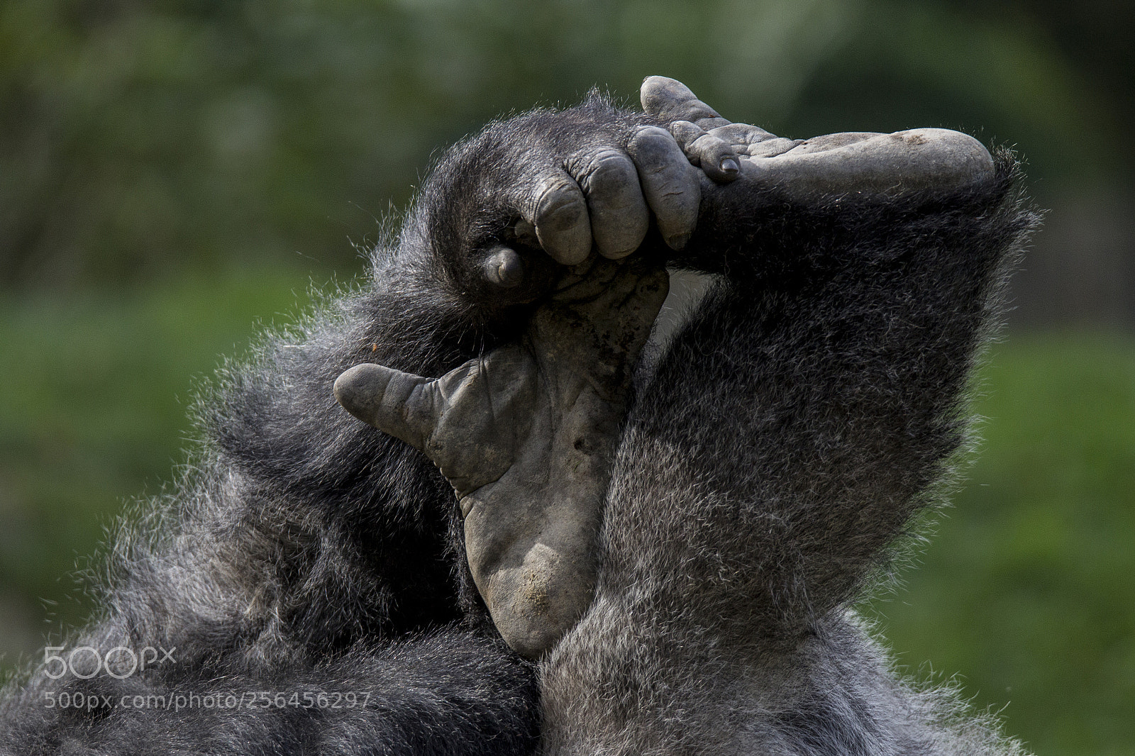 Canon EOS-1D Mark IV sample photo. Detail of a silverback photography