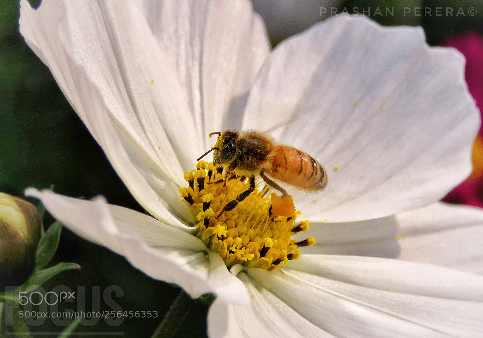 Canon PowerShot SX60 HS sample photo. Bee crazy, bee honest photography