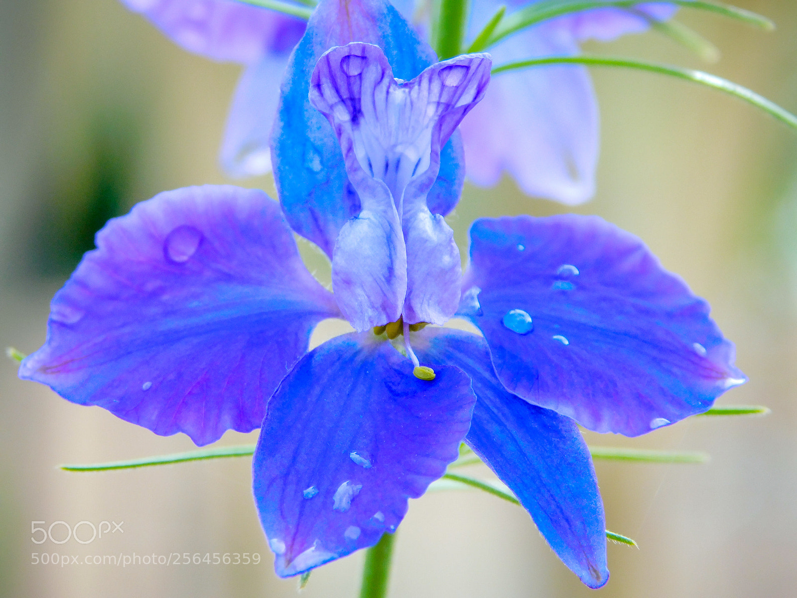 Nikon Coolpix B500 sample photo. Purple larkspur, rainy day photography