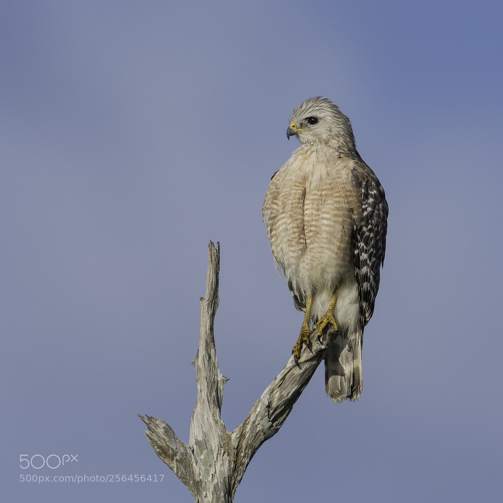 Nikon D500 sample photo. A red shouldered hawk photography
