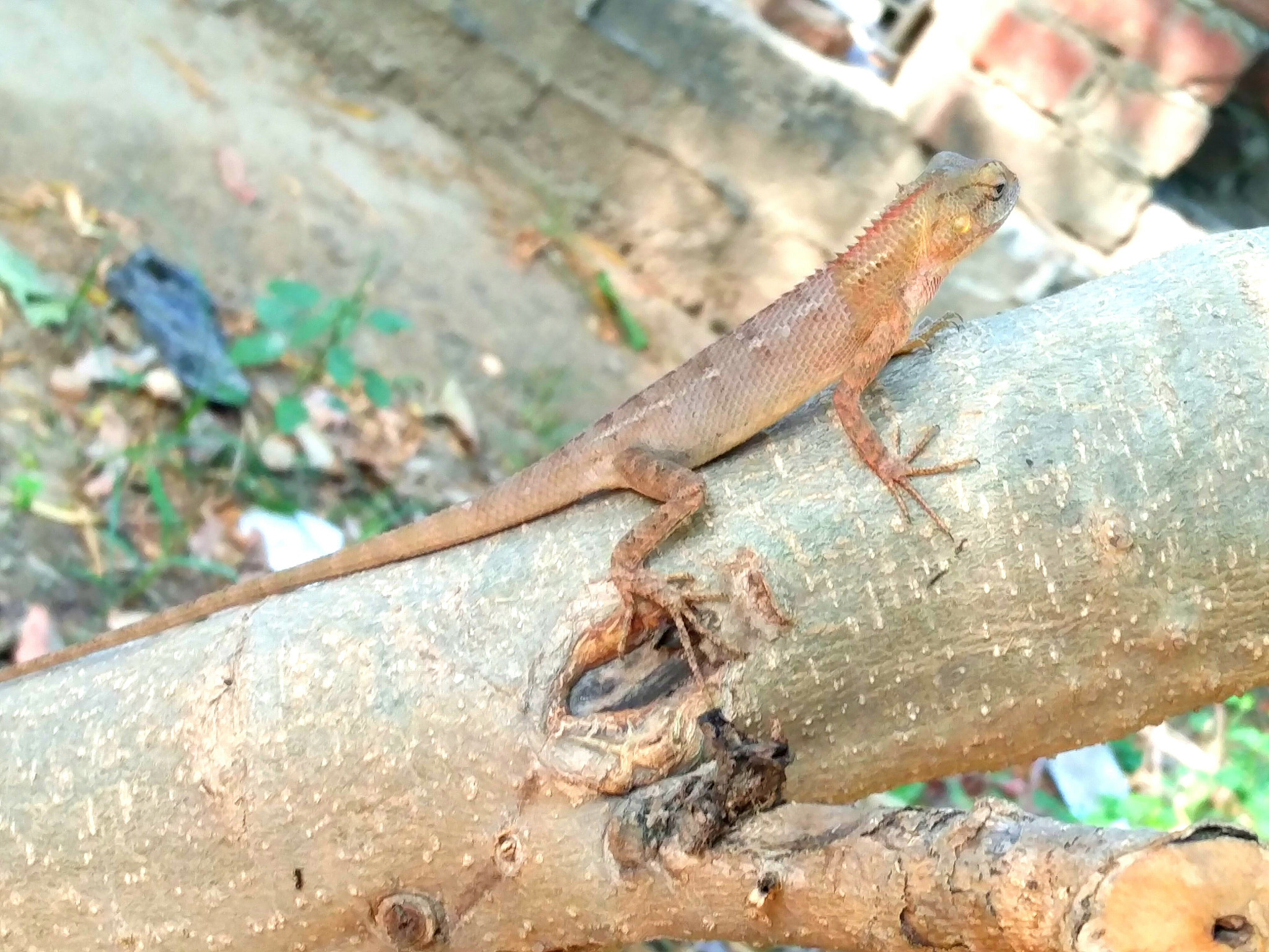 OnePlus 2 sample photo. Reptiles photography