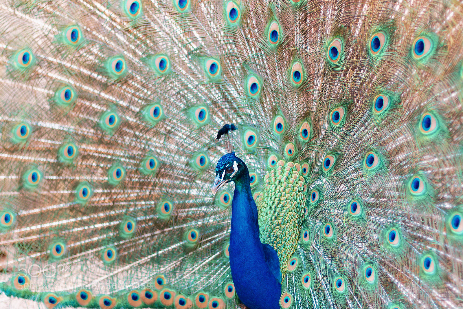 Canon EOS 550D (EOS Rebel T2i / EOS Kiss X4) sample photo. Indian peafowl photography
