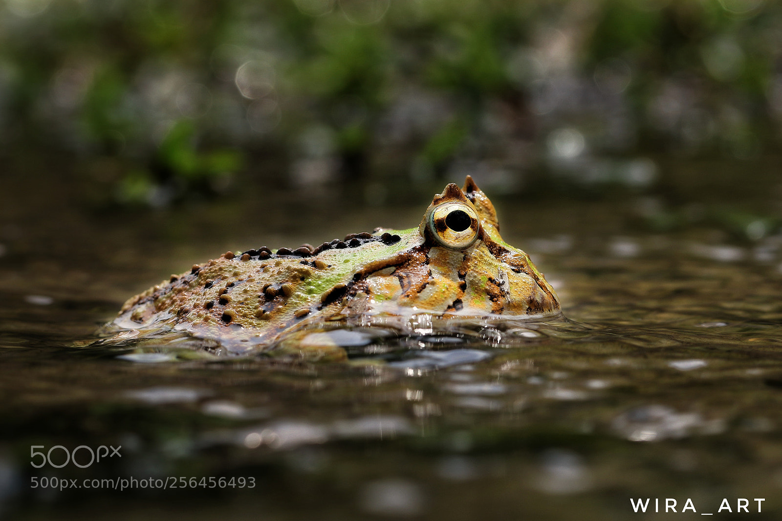 Canon EOS 7D Mark II sample photo. Packman photography