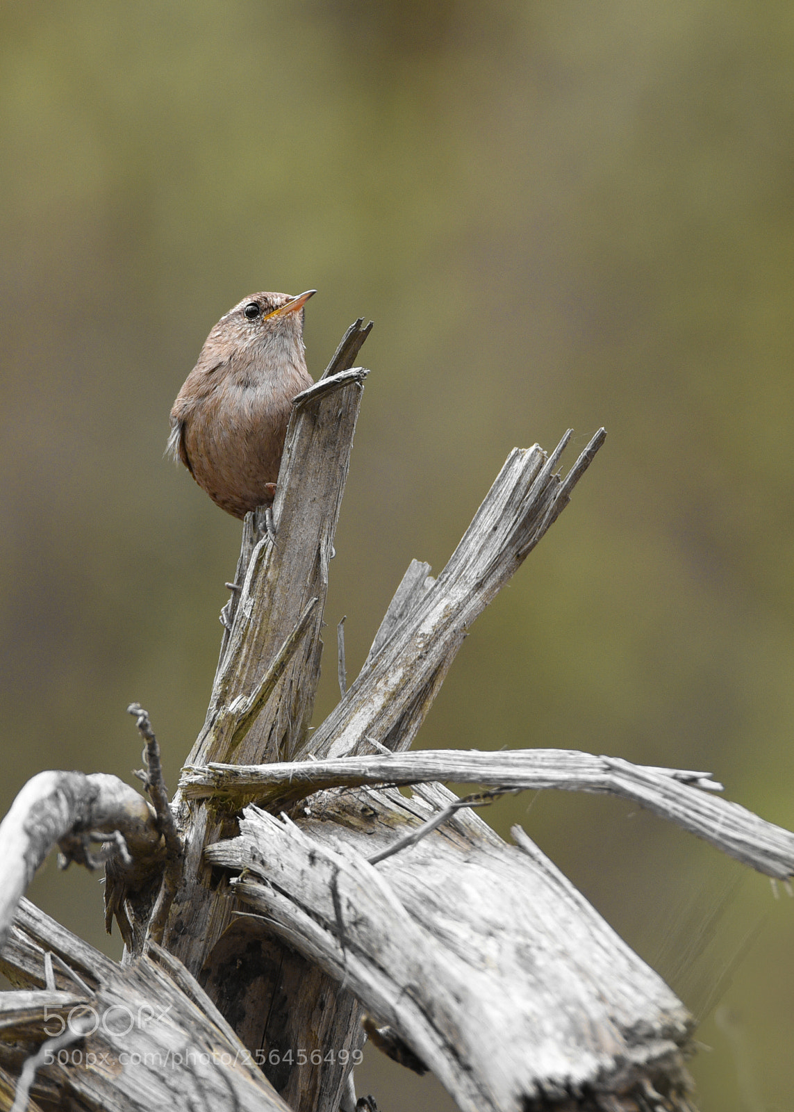 Nikon D750 sample photo. Karetait lot. troglodytes troglodytes photography