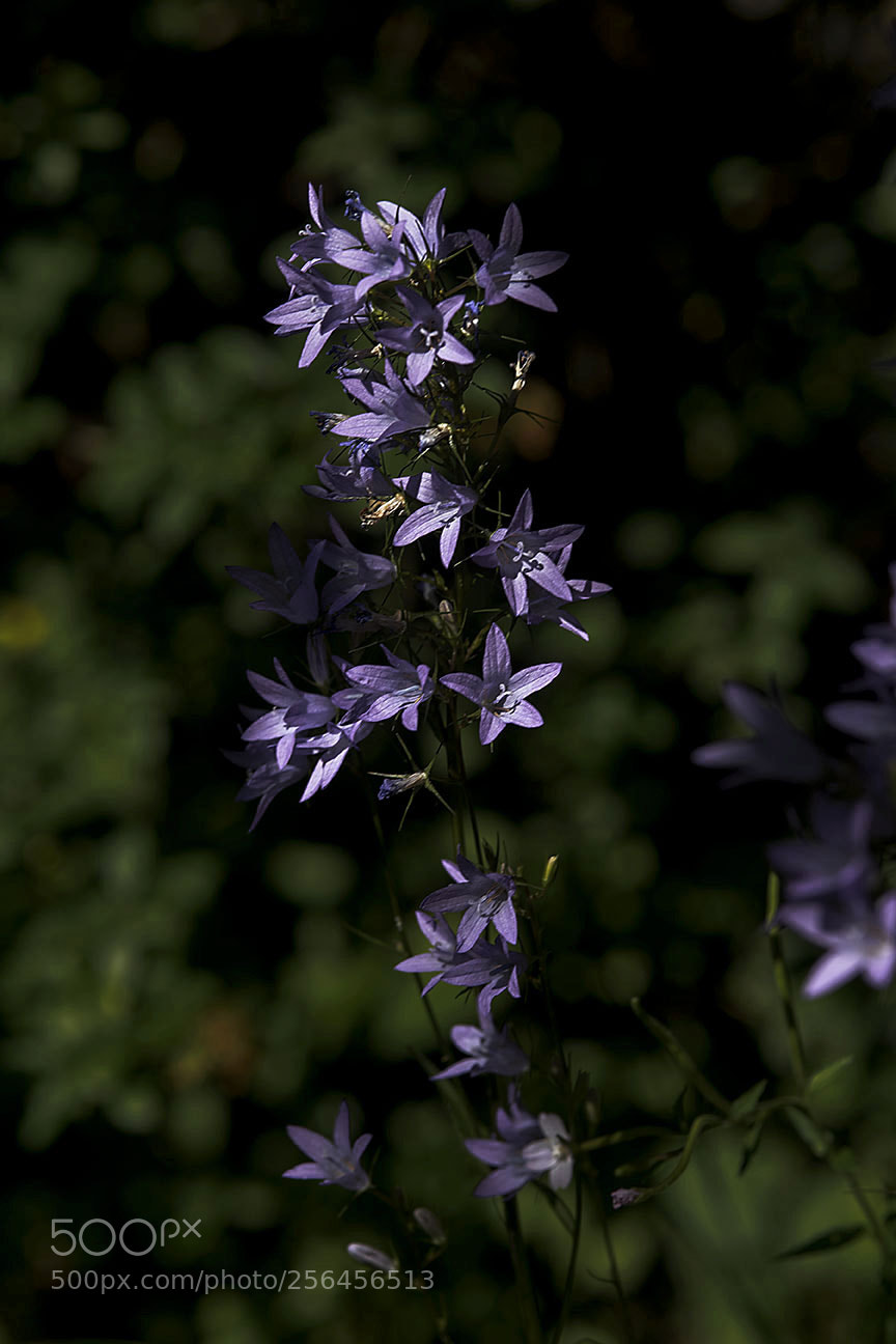 Nikon D810 sample photo. Flowers photography