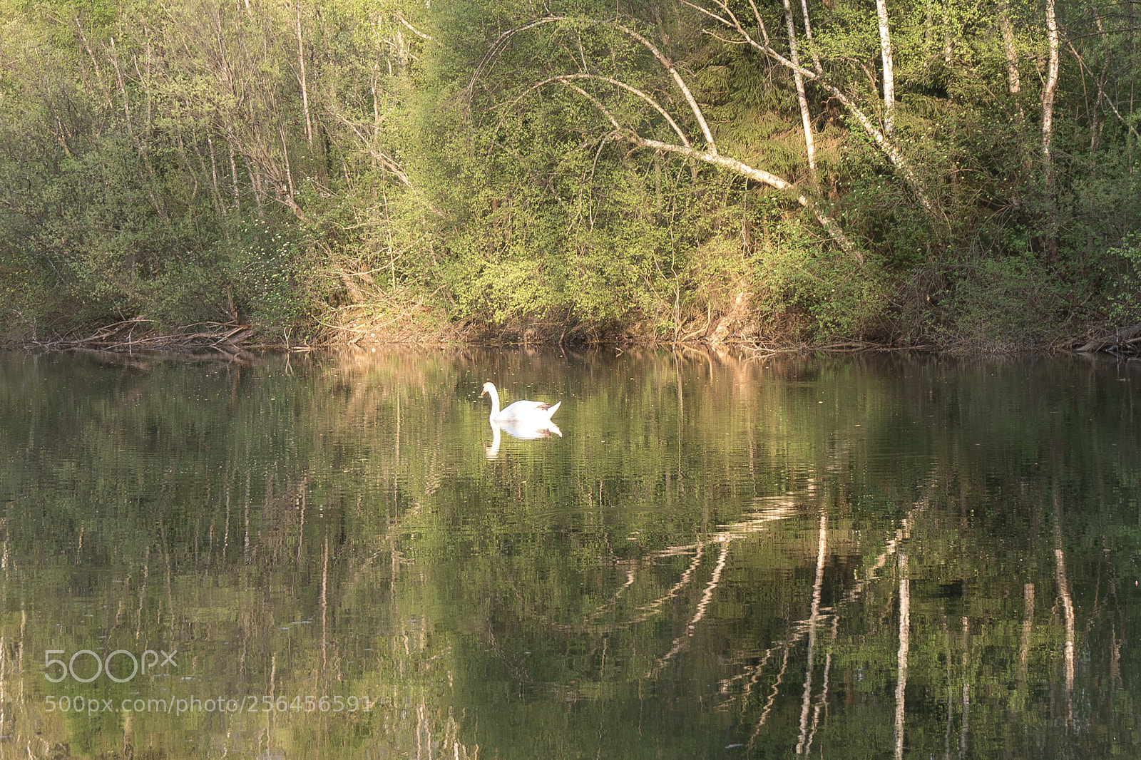 Panasonic DMC-G70 sample photo. Swan on the pond photography