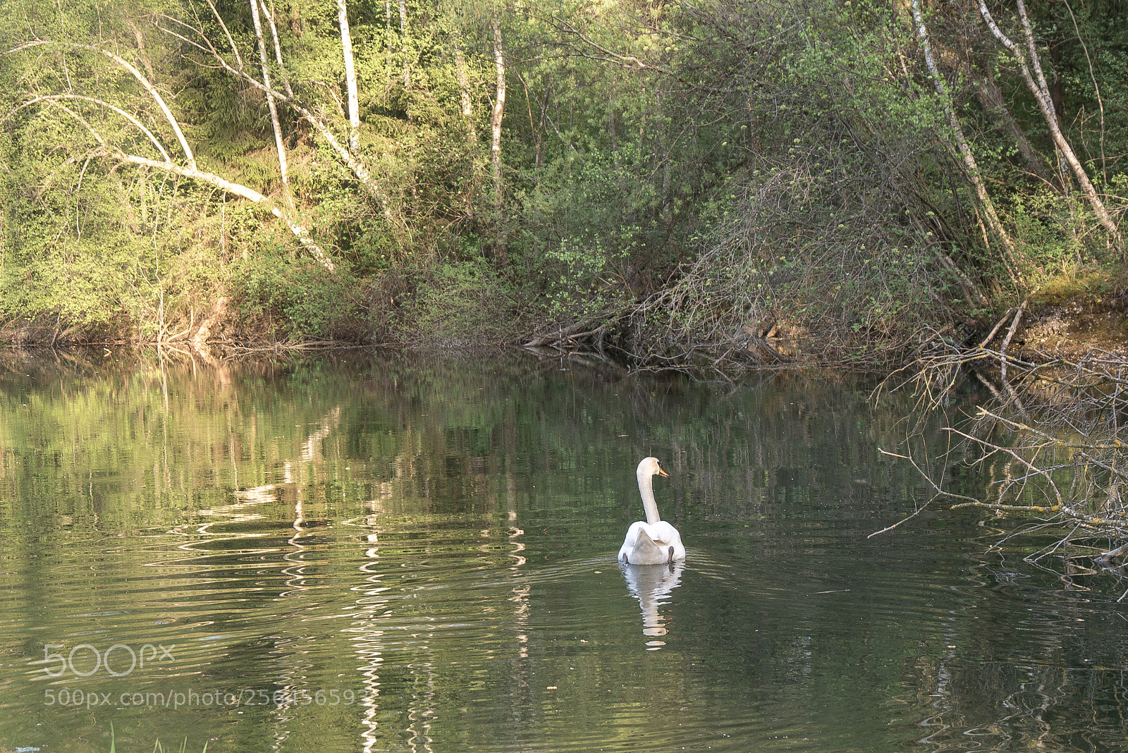 Panasonic DMC-G70 sample photo. Swan on the pond photography