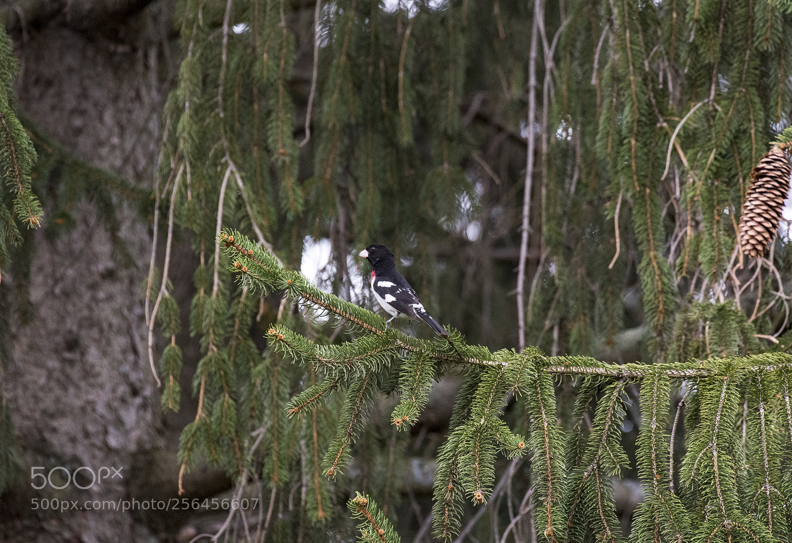 Nikon D750 sample photo. Rose-breasted grosbeak photography