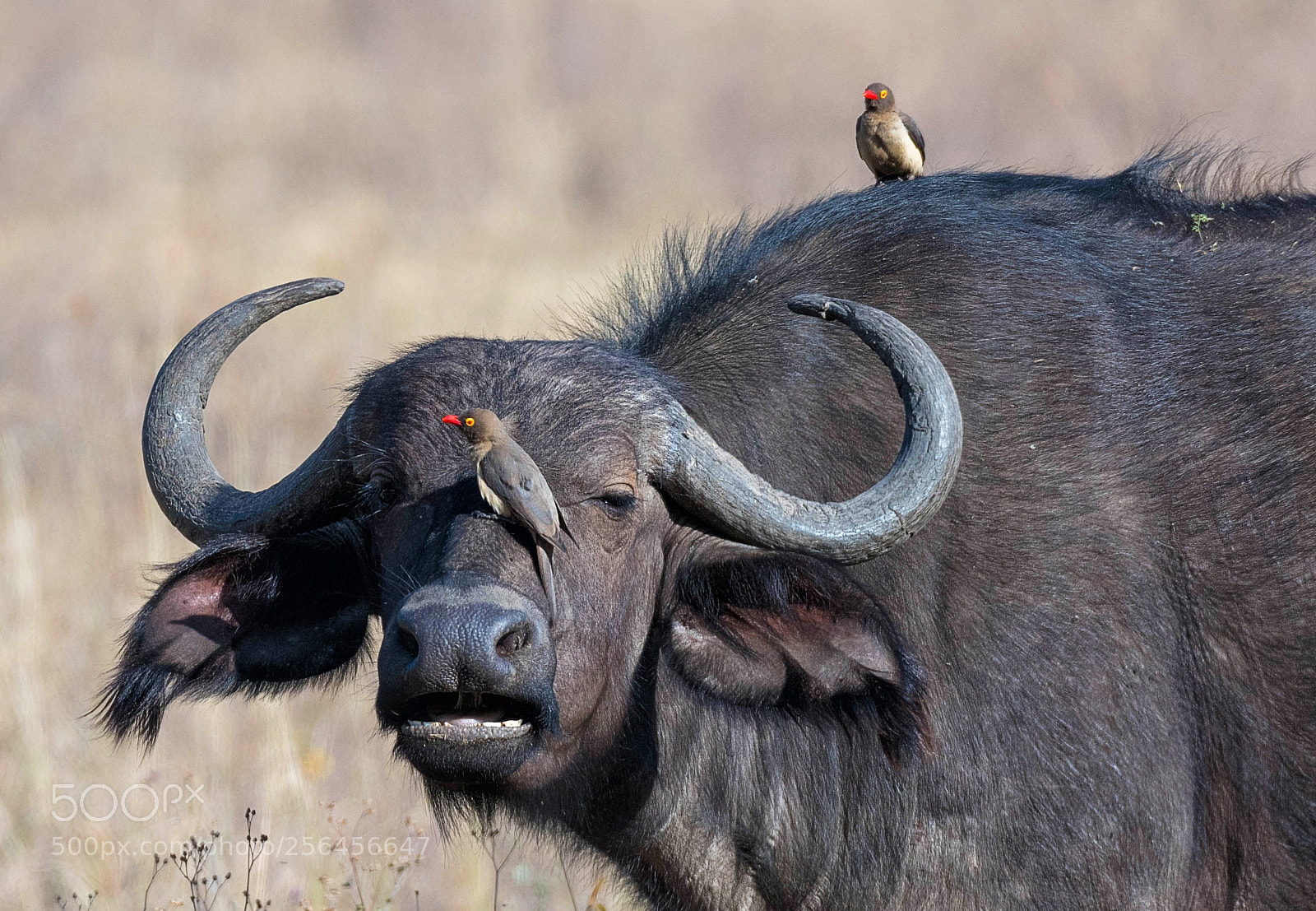 Nikon D500 sample photo. Symbiosis photography