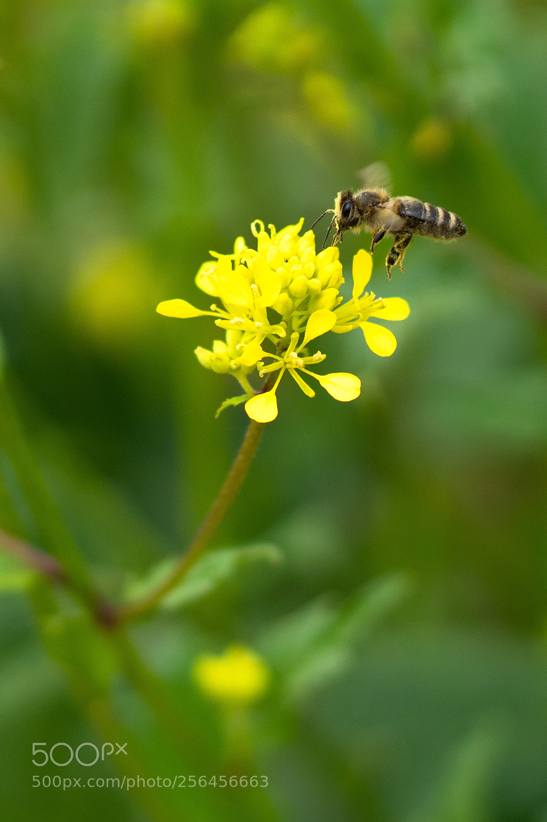 Sony a6500 sample photo. Foraging in work #1 photography
