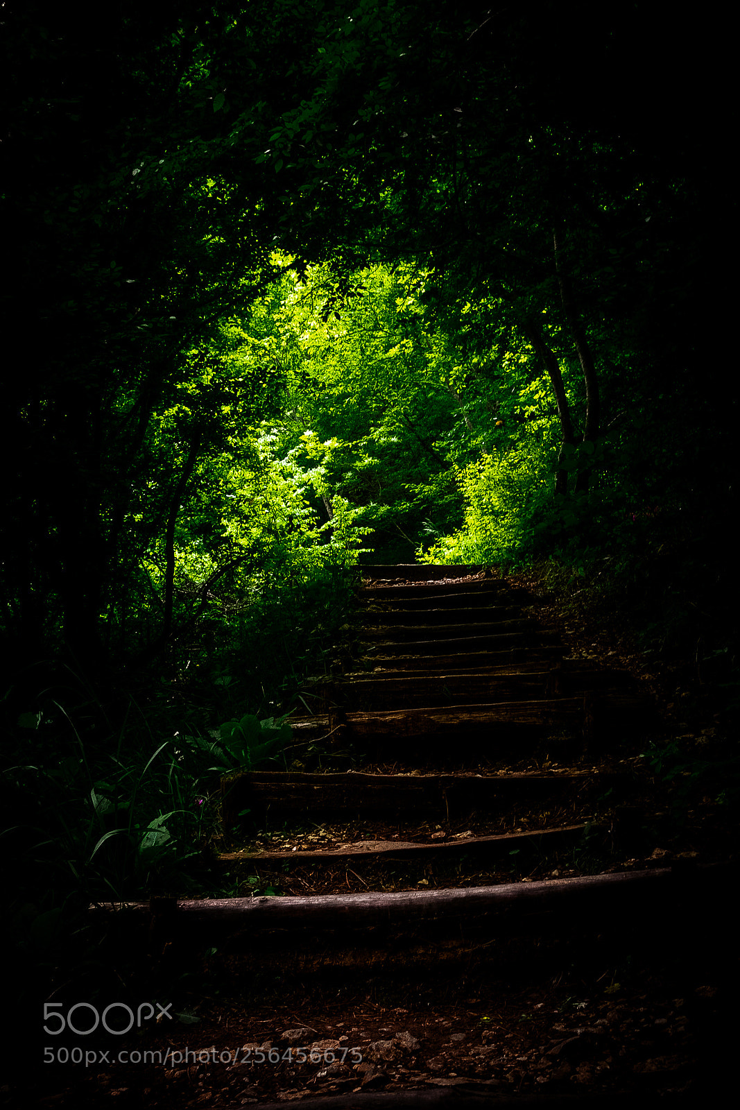 Fujifilm X-E3 sample photo. Natural tunnel photography