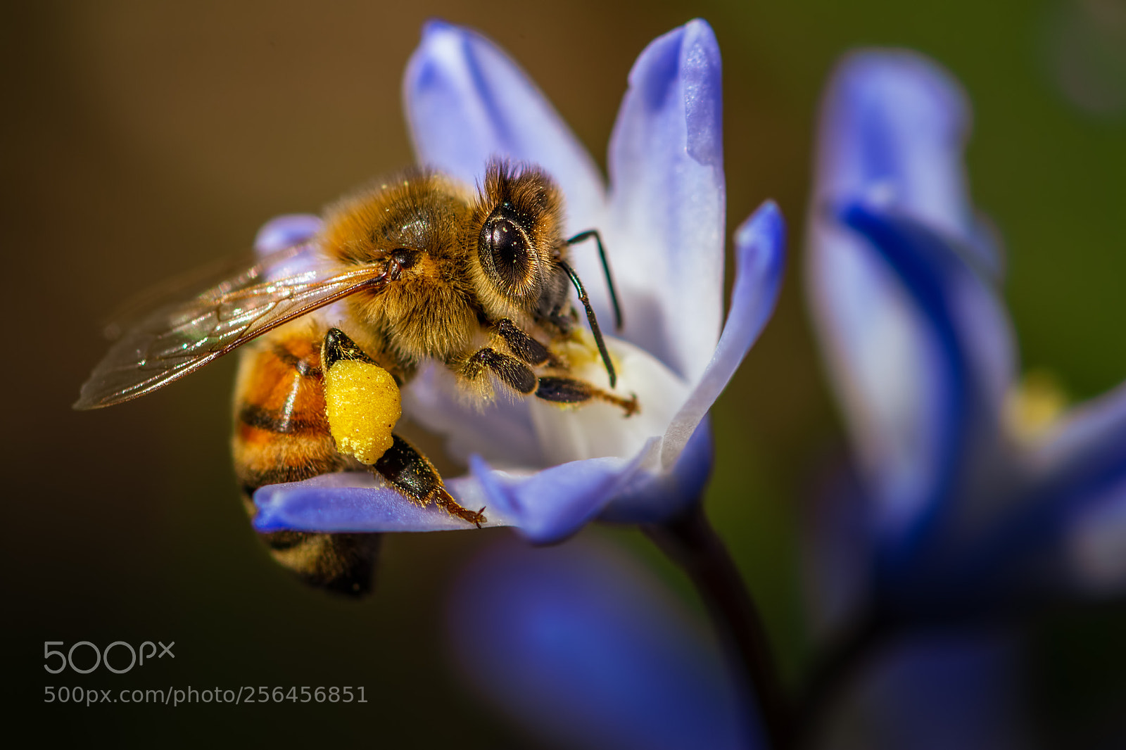 Nikon D7100 sample photo. Honeybee #20 photography