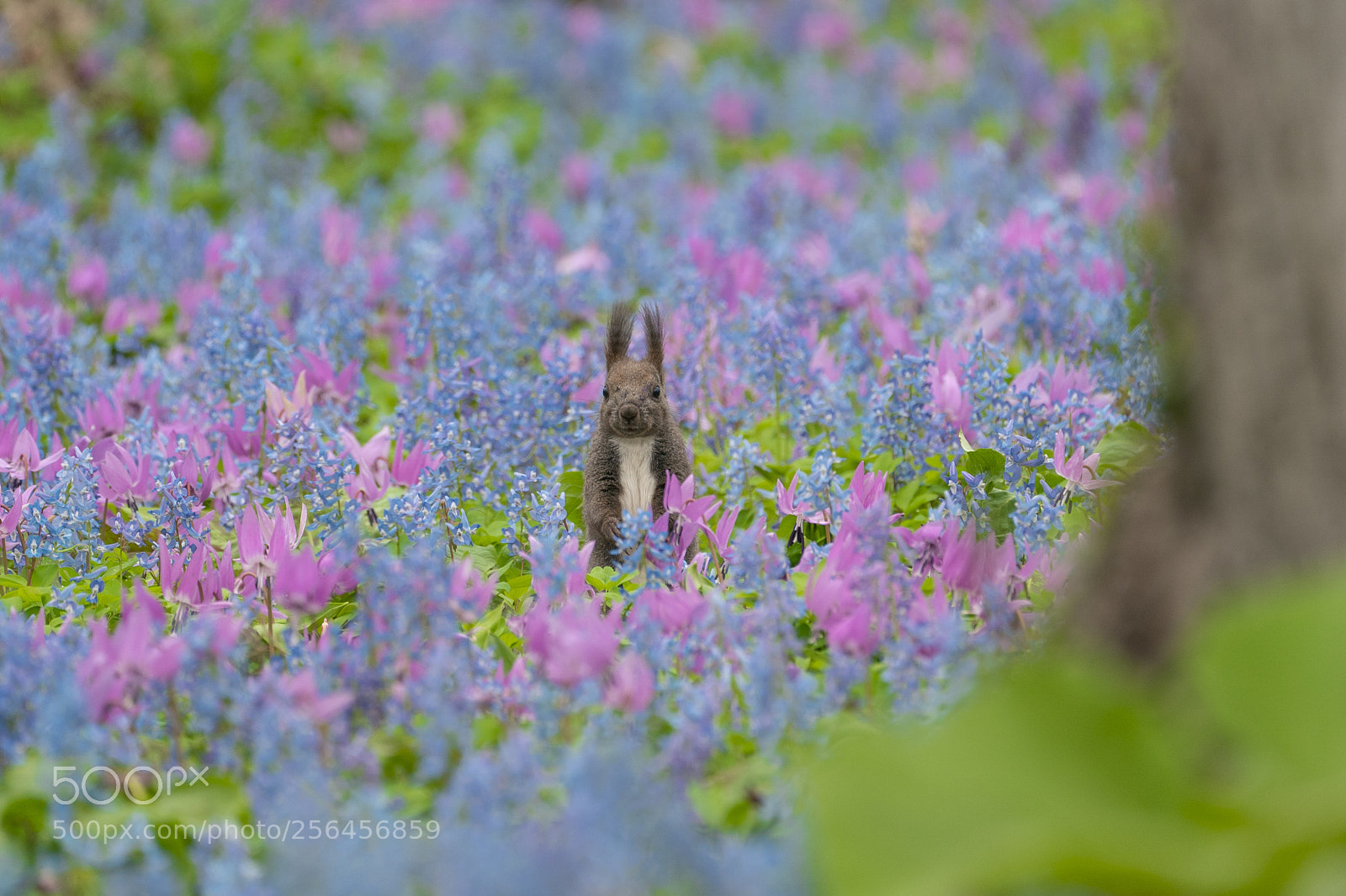 Sony a9 sample photo. Fairy of the flower photography