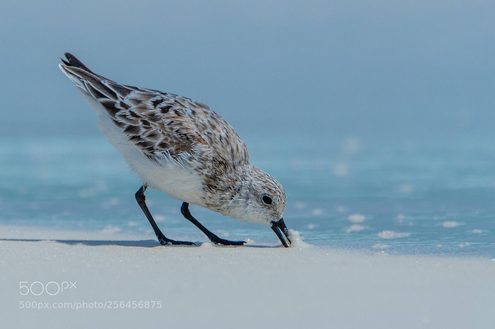 Nikon D500 sample photo. Sanderling photography
