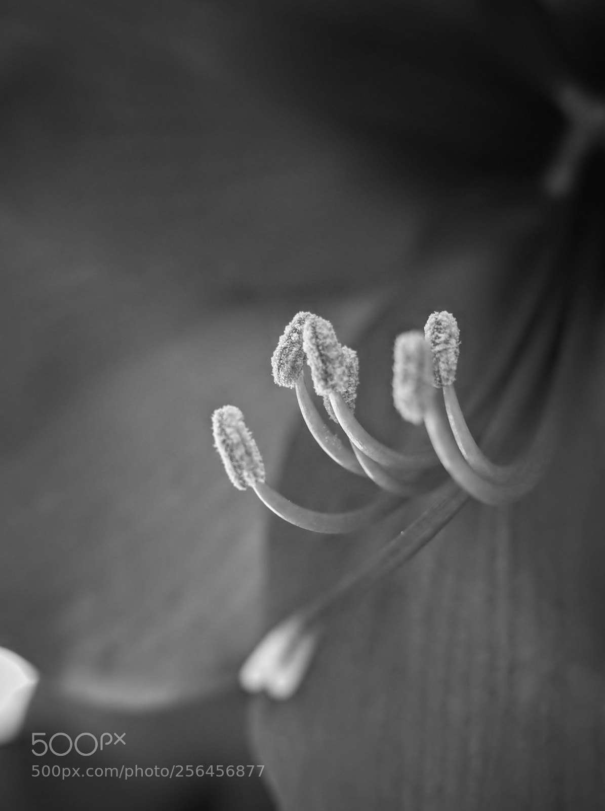 Ricoh GR II sample photo. Amaryllis in bnw photography