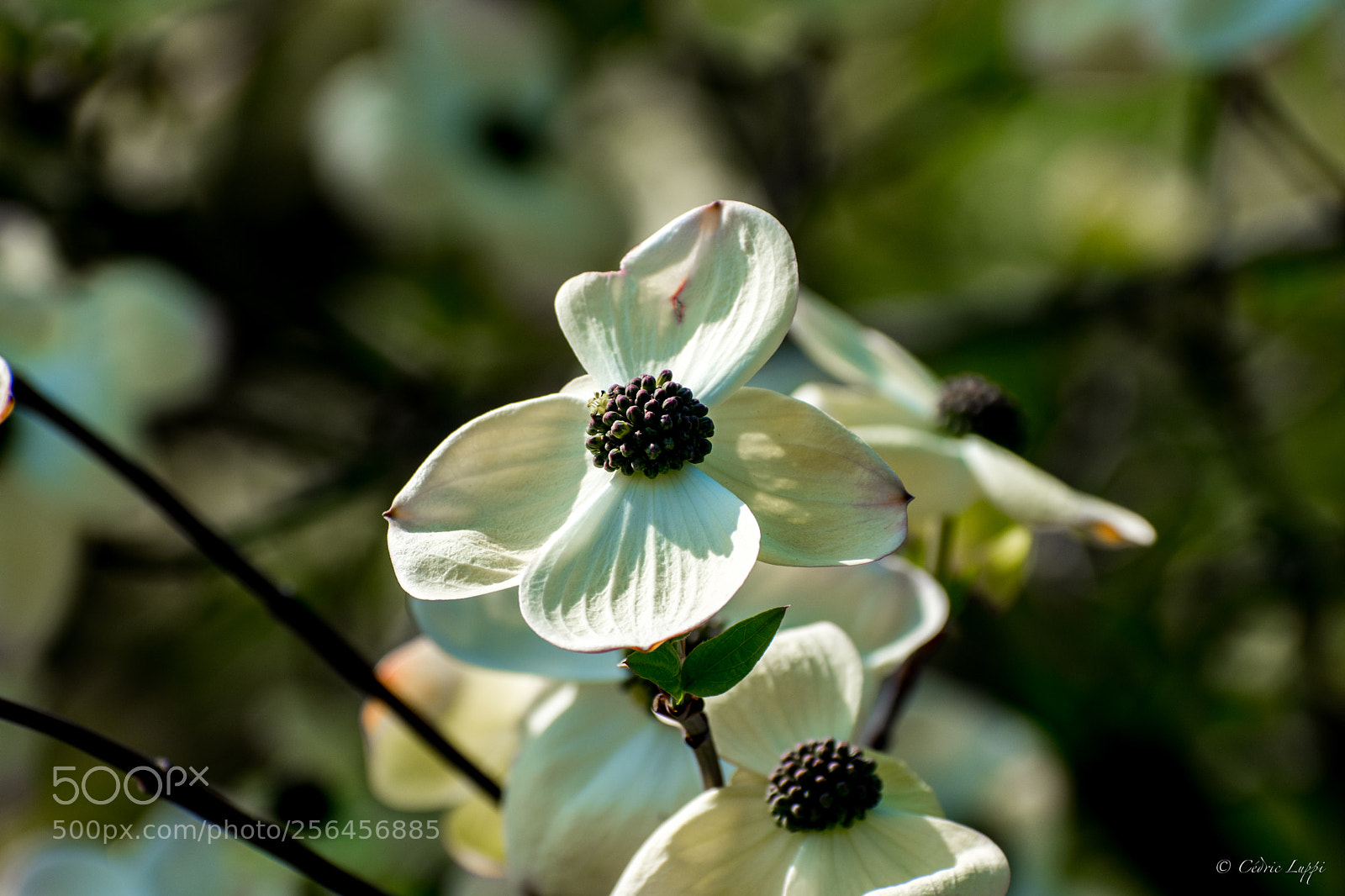 Nikon D5500 sample photo. Cornouiller de nuttall photography