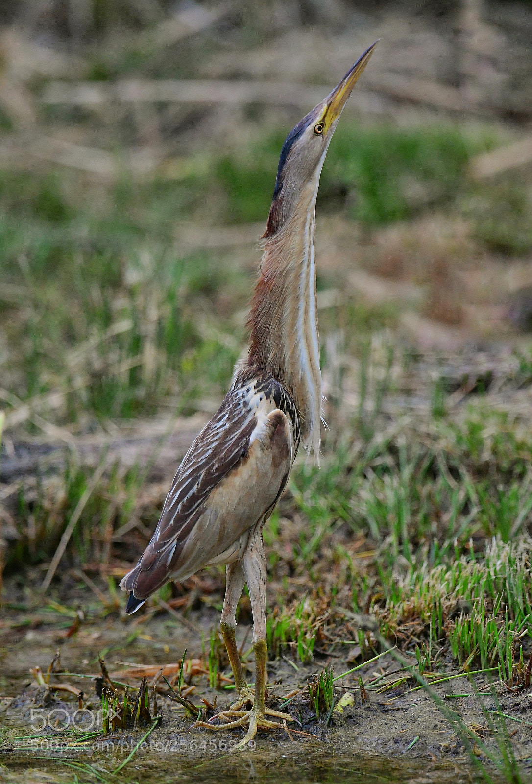 Nikon D500 sample photo. Untitled photography