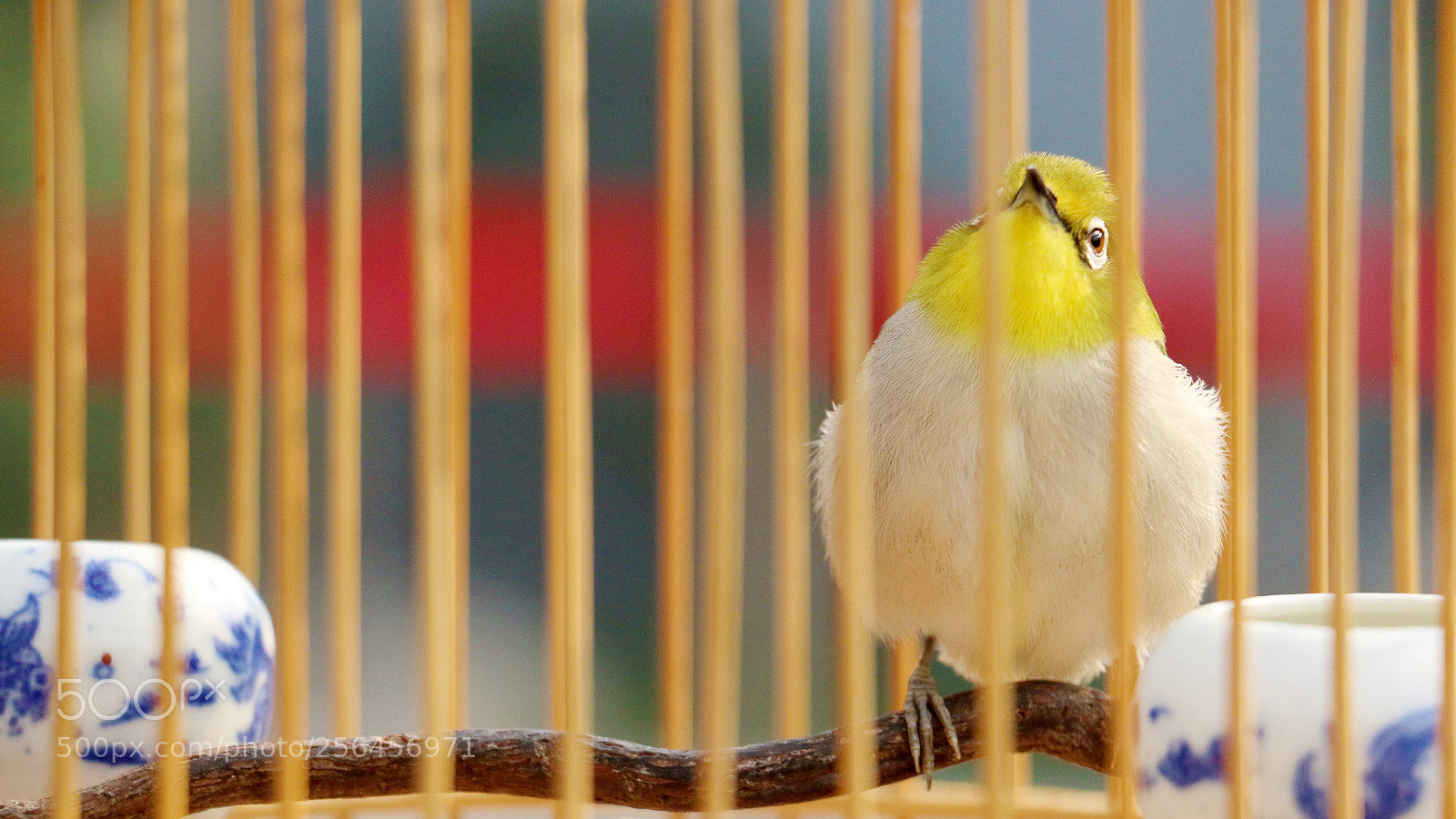 Canon EOS 70D sample photo. 看向陌生的世界 photography