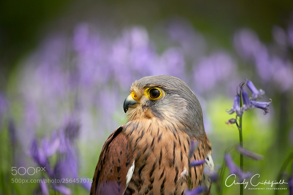 Canon EOS-1D X sample photo. Kestrel photography