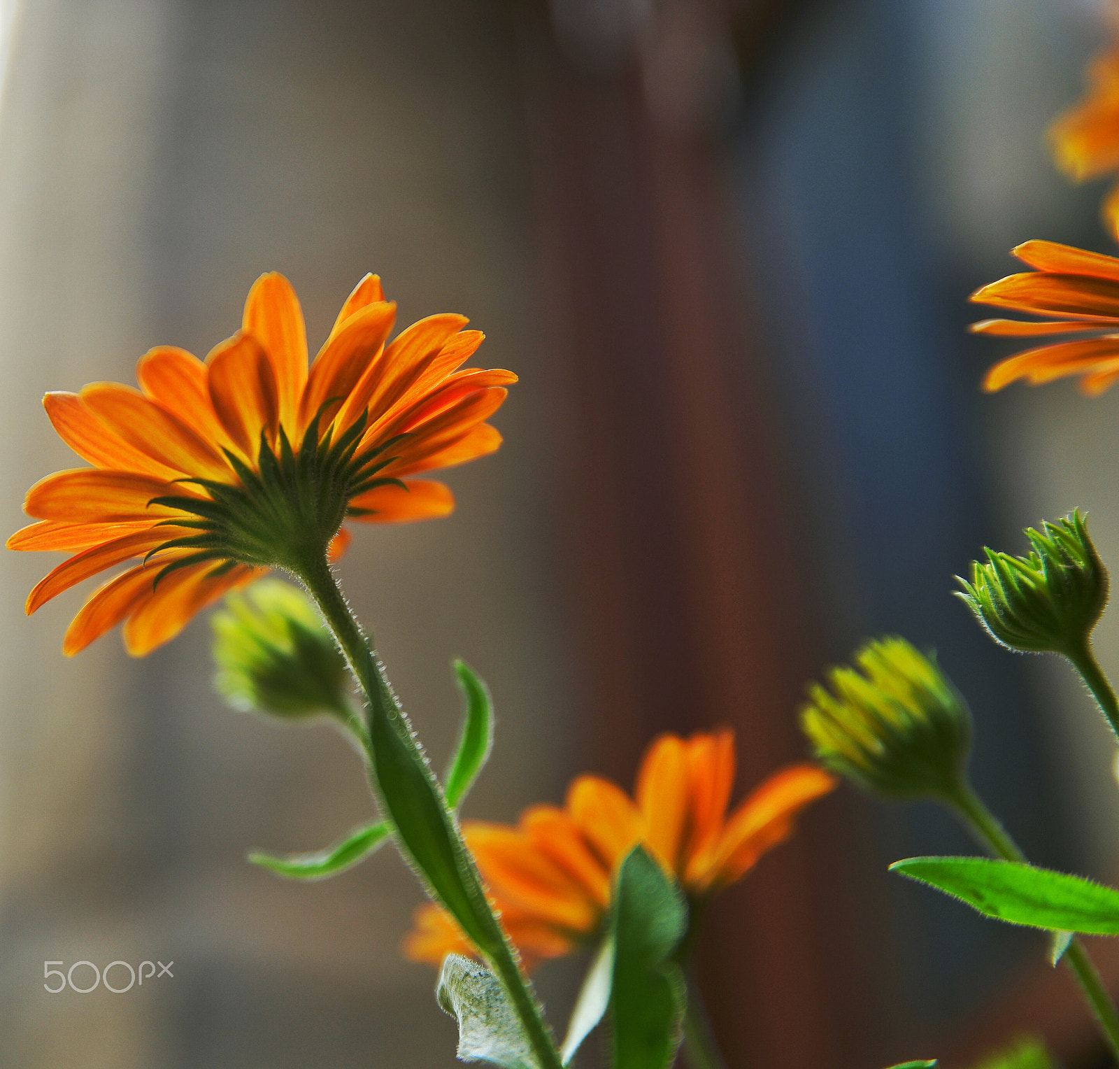 Samsung NX1 sample photo. Eclosionando! photography