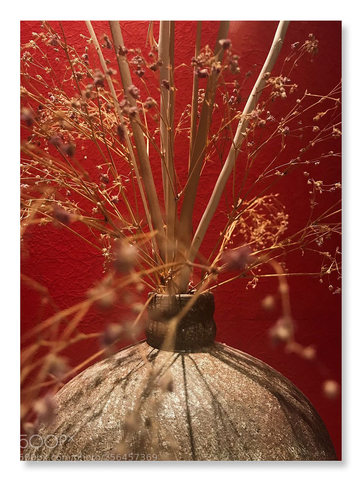 Apple iPhone 7 sample photo. Dried flower photography