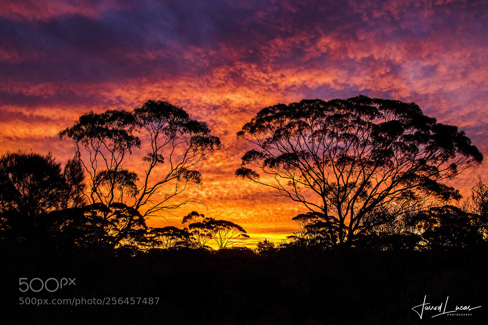 Canon EOS 7D Mark II sample photo. Bush sunsets photography
